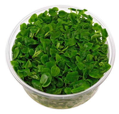 Лобелия Кардиналис (меристемное растение)